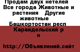 Продам двух нетелей - Все города Животные и растения » Другие животные   . Башкортостан респ.,Караидельский р-н